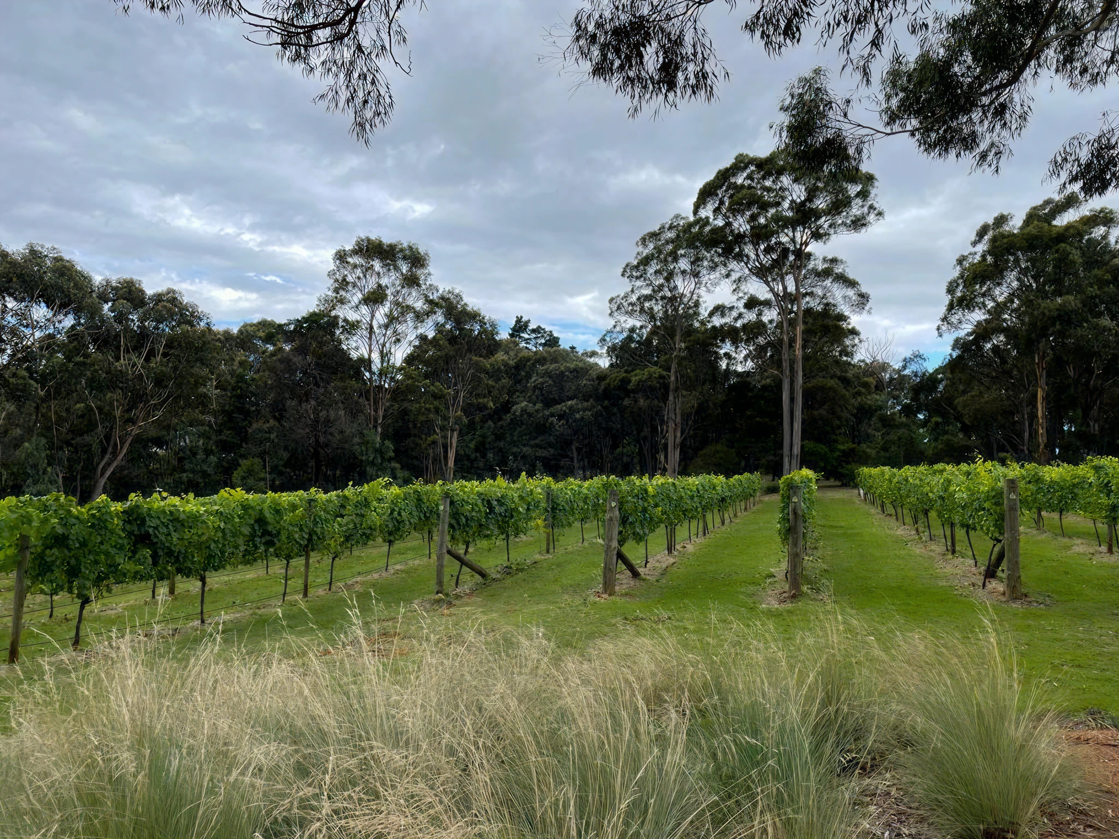 Vineyard Vineyard